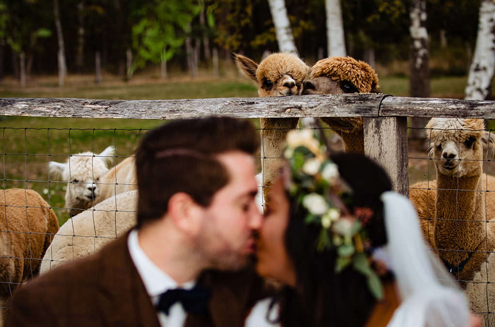 Alpaca Farm Kananohe Hannover Destination Wedding Ceremony