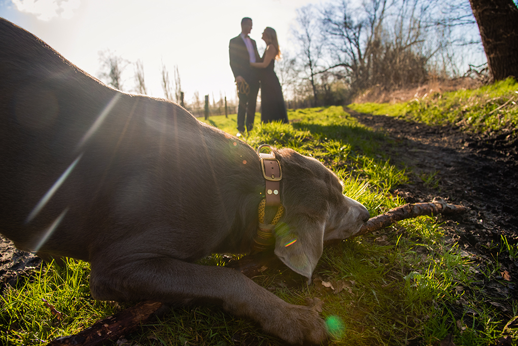 Spring outdoor engagement photos with dogs by DC wedding photographers Potok's World Photography