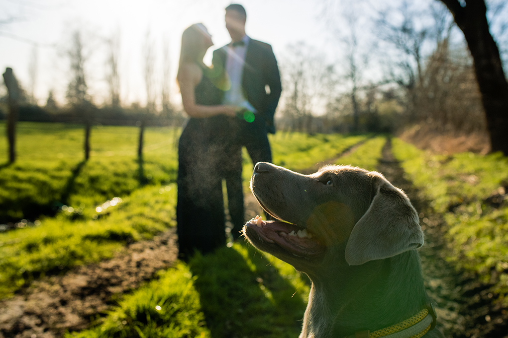 Spring outdoor engagement photos with dogs by DC wedding photographers Potok's World Photography