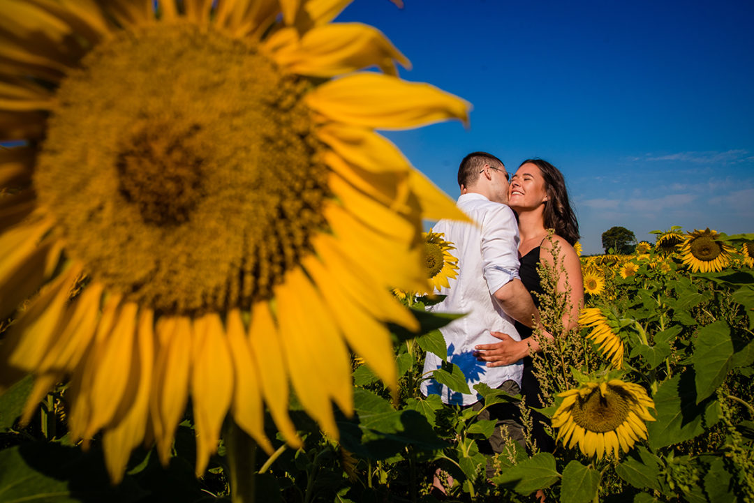 Photos of couple posing in sunflower field during engagement session by DC wedding photographers of Potok's World photography