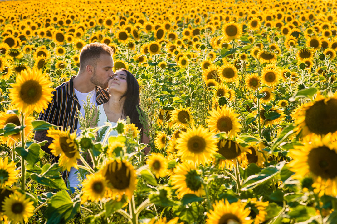 Photos of couple posing in sunflower field during engagement session by DC wedding photographers of Potok's World photography