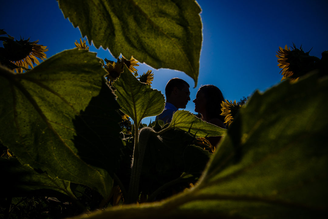Creative silhouette during sunflower field engagement photos by DC wedding photographers of Potok's World photography
