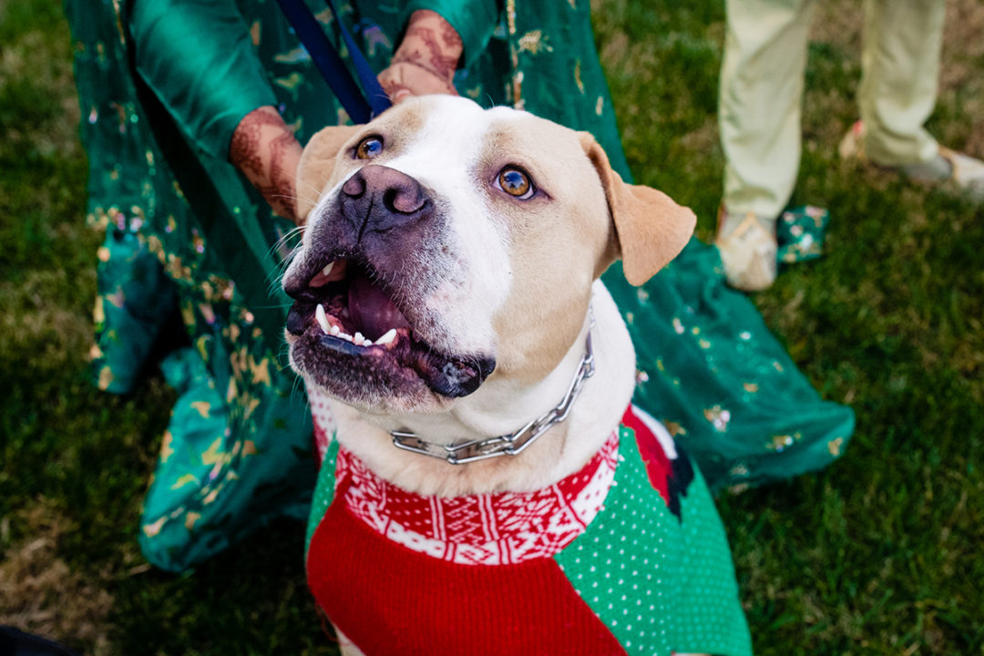 Cute couples portraits with dogs in seasonal sweater at the Lincoln Memorial