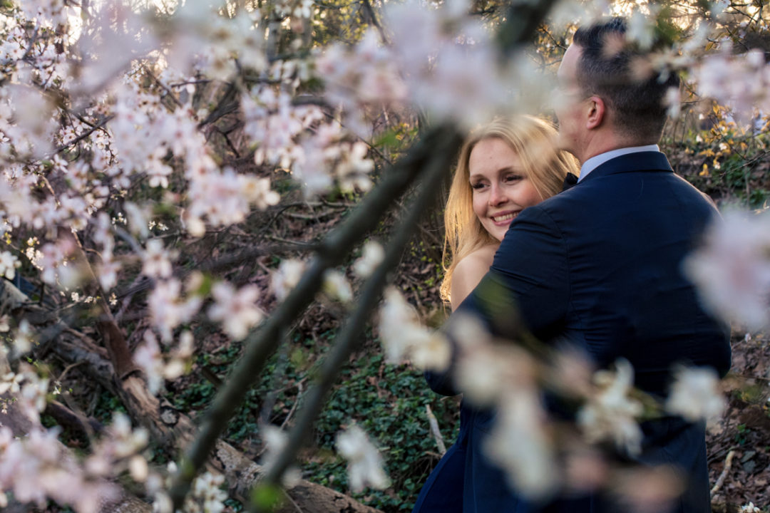 Sunset cherry blossom engagement session at Meadowlark Botanical Gardens in Vienna Virginia by DC wedding photographers of Potok's World Photography