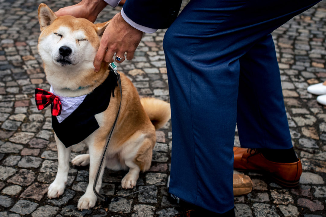 Dog in tux during courthouse wedding in Gehrden Germany by DC wedding photographers of Potok's World Photography