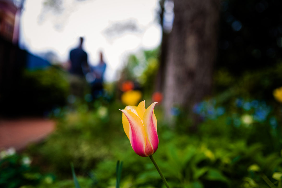 Smithsonian Mary Livingston Ripley Garden engagement photos by DC wedding photographers of Potok's World Photography