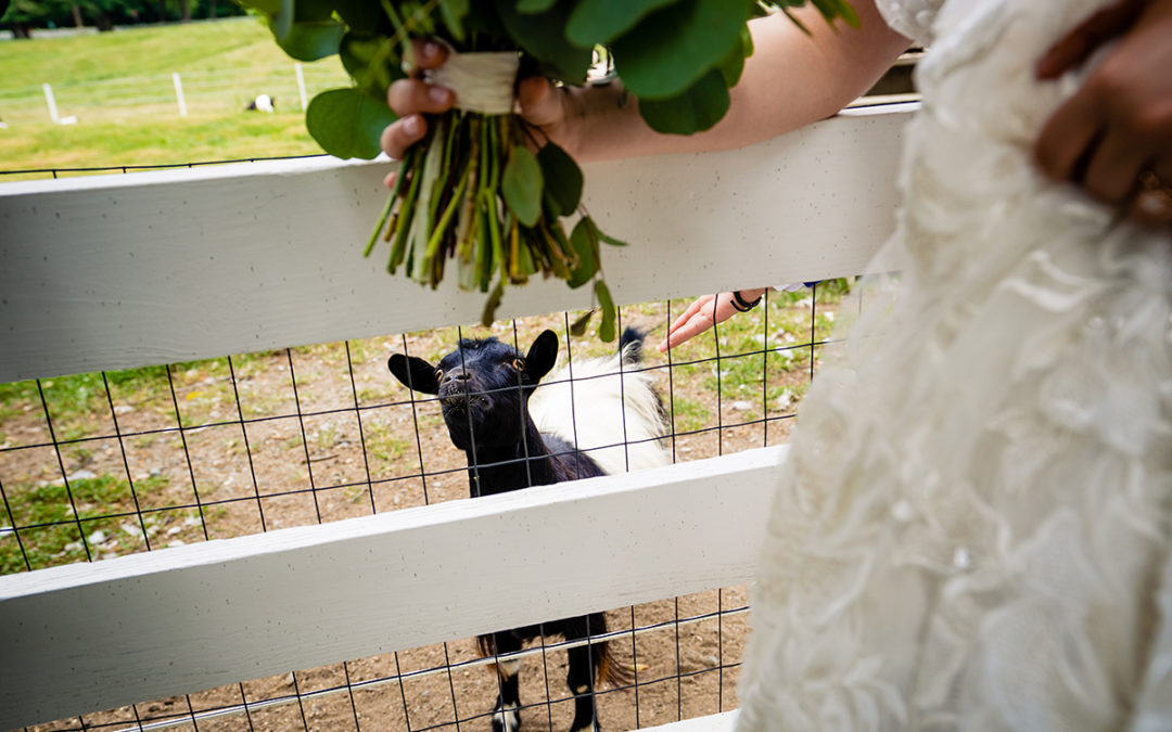 Couples portraits at Fearrington Village with goat at Chapel Hill wedding by DC wedding photographers Potok's World Photography