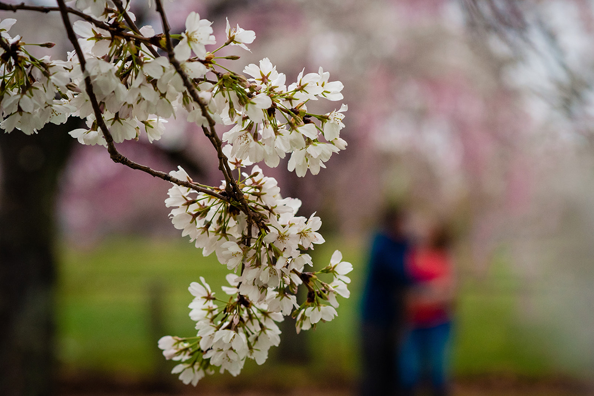 Hains Point and East Potomac Park DC Cherry Blossom Engagement Session by Potok's World Photography